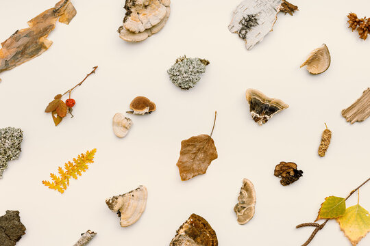 Autumn nature flatlay pattern with polypore mushrooms, branches tree, yellow fallen leaves, moss, bark. Minimal still life from wild plants of fall forest, biology and environment concept.