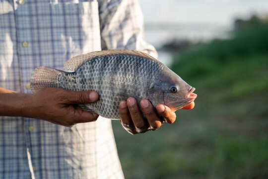 Aquaculture farmers hold quality tilapia yields in hand. Tilapia Farming.