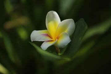 Plumeria rubra L. Temple tree , Pagoda tree , Frangipani. Thai beauty It is a flower in the rainy season.