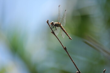 Dragonfly on a clothes line.