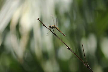 Dragonfly on a clothes line.