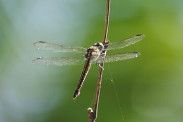 Dragonfly on a clothes line.