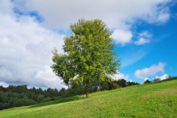 Fototapeta na wymiar single tree on a grassy hill and blue sky with clouds, forest in the background.