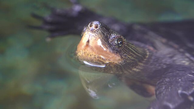 Extreme close up shot of an aquatic Chinese stripe necked turtle, mauremys sinensis swimming in the water with head above the surface and wondering around it surrounding at daytime.
