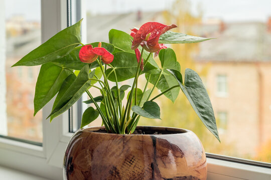Effective home plant Anthurium with red inflorescences in a ceramic planter in a room on the windowsill.