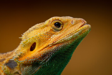 Close up of bearded dragon pogona vitticeps basking under the sun on flat sand surface with bokeh background 
