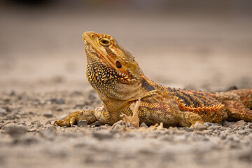 bearded dragon pogona vitticeps basking under the sun on flat sand surface with bokeh background 