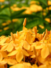 Beautiful yellow spike flowers. King Ixora blossom (Ixora chinensis). Rubiaceae flower. Cactus...