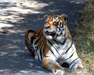 Obraz na płótnie Canvas Bengal tiger