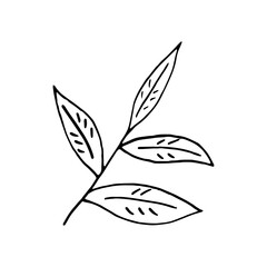 tea leaves hand drawn in doodle style. icon, sticker