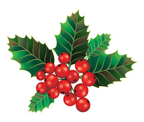 Beautiful holly christmas branch and berry