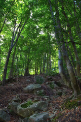 In the dense beech forest, the sun is hard to see.