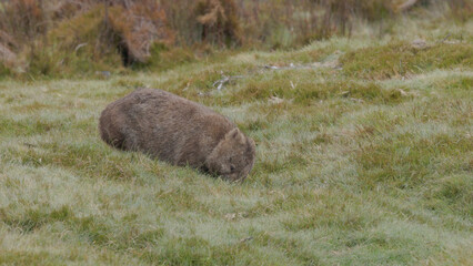 side view of a wombat grazing at cradle mt