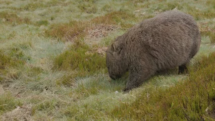 Crédence de cuisine en verre imprimé Mont Cradle close up of a wombat approaching at cradle mountain