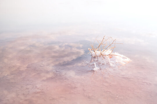 Salty pink lake with crystals of salt. Salt mining industry. Extremely salty pink lake, colored by microalgae with crystalline salt depositions.