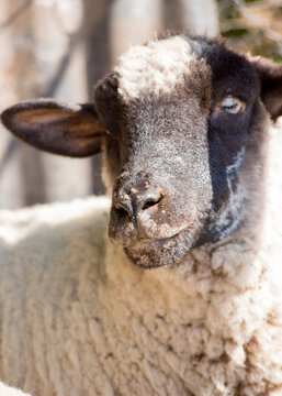 oveja con ectima contagioso afectando morro y nariz 