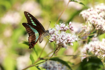 フジバカマに舞う蝶