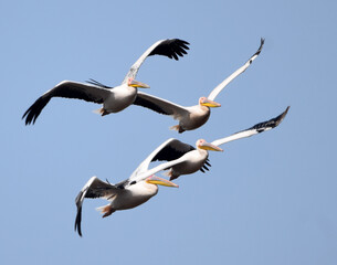 flying water bird