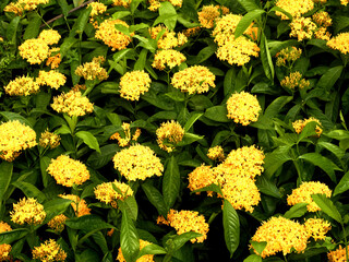 Beautiful yellow spike flowers. King Ixora blossom (Ixora chinensis). Rubiaceae flower. Cactus...