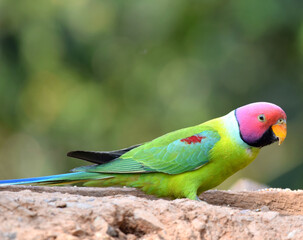 Plum-headed parakeets 