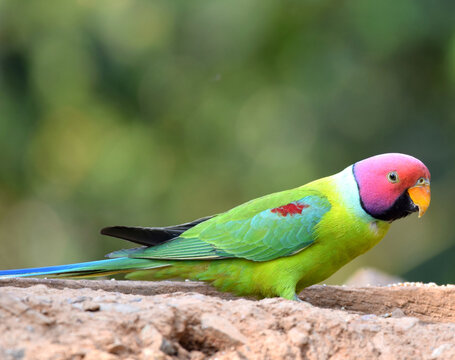 Plum-headed parakeets 