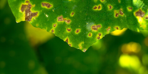 A green leaf of a plant with yellowed dots.Diseases of plants in the garden.Pest control in the...