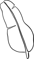 simplicity banana leaf freehand continuous drawing flat design.