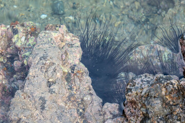 岩の隙間に潜む毒を持つガンガゼ