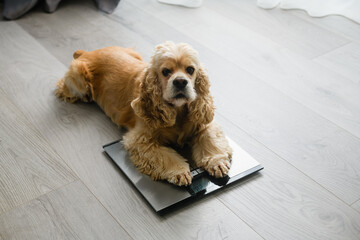 The dog lies on the floor scales at home. - 535981812