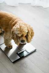 Close-up of dog on floor scales at home