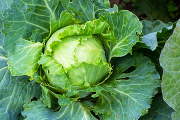 Juicy fresh white cabbage after rain in the vegetable garden