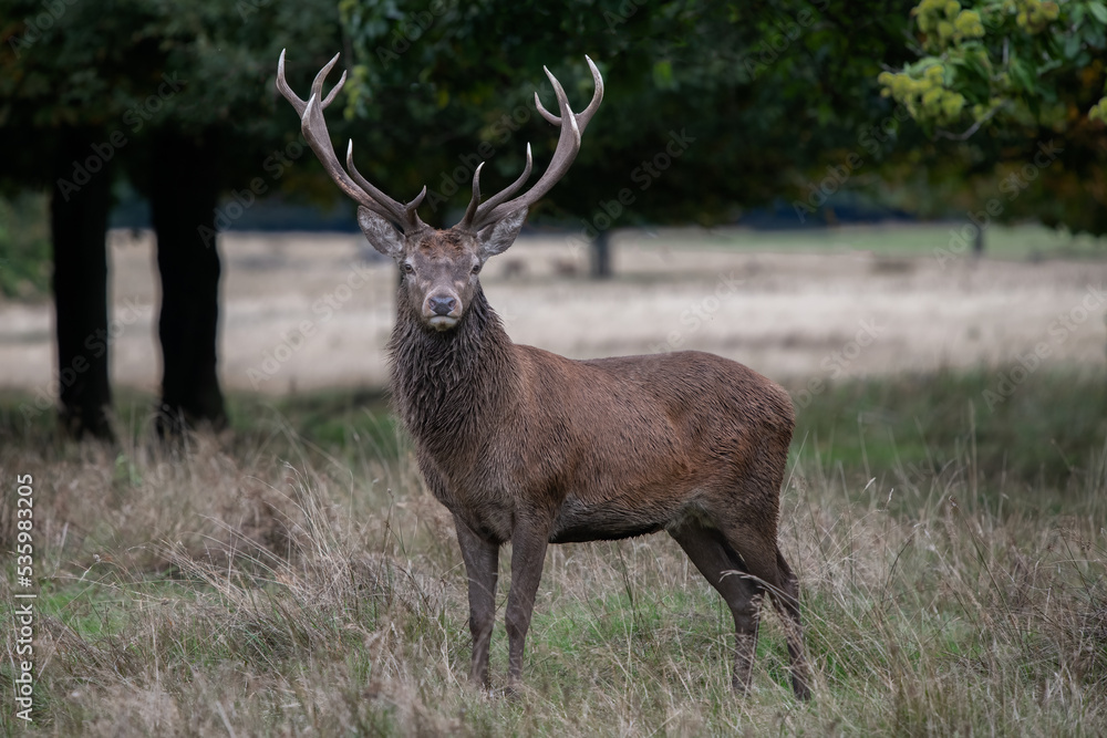 Poster a portrait of a red deer stag standing on a field with trees in the background. he is staring at the