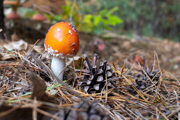 Orange amanita mushroom in pine tree autumn forest.  White spotted toadstool poisonous mushroom....