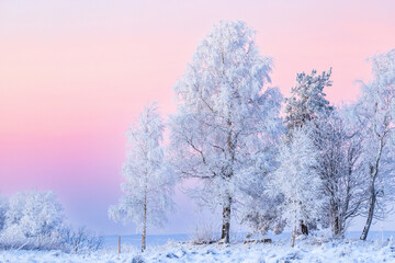 Cold winter evening at dusk with frost trees