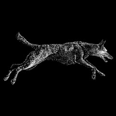 Carolina Dog hand drawing. Vector illustration isolated on black background.