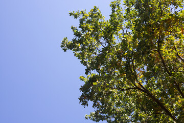 Yellow-green leaves of an autumn tree against a blue sky.