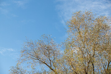 Yellow-green leaves of an autumn tree against a blue sky.