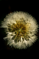 Dandelion with seeds on a black background. Dew drops. 