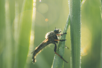 Robber fly on a green leaf with a dew drops.