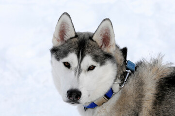 Siberian Huskys, Portrait, 6. Internationales Schlittenhunderennen 26. 27. Januar 2013, Inzell,...