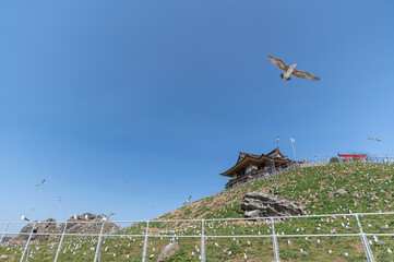 【青森県八戸市蕪島】うみねこ繁殖地の春。