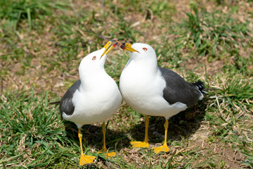 【青森県八戸市蕪島】うみねこの恋の季節
