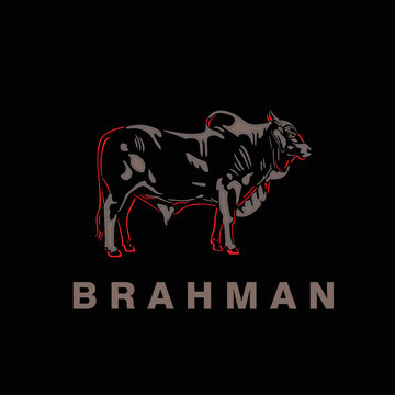 brahman bull logo, silhouette of abstract cattle standing in clack background vector illustrations