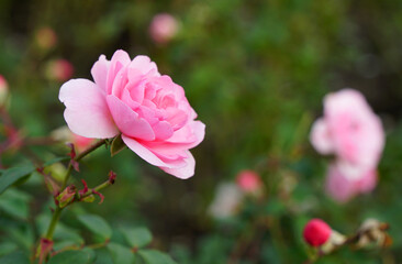 Fototapeta premium Pink rose flower in the garden