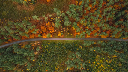 Top down view of the coniferous forest and green field. An asphalt road in the middle of the...