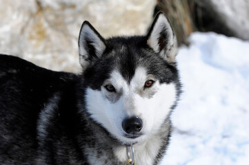 Siberian Huskys, Portrait, 6. Internationales Schlittenhunderennen 26. 27. Januar 2013, Inzell, Bayern, Deutschland, Europa