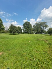 green grass and blue sky