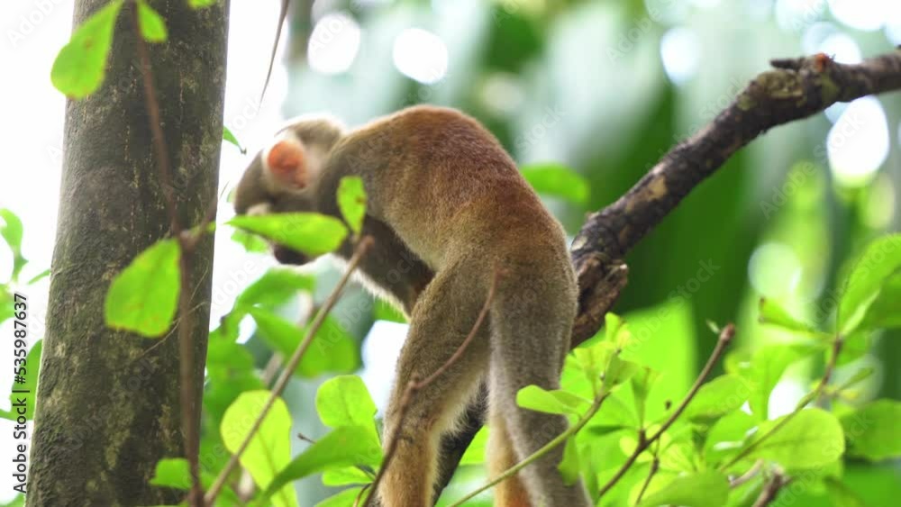 Poster squirrel monkey standing on the branch, looking up and around its surrounding environment with beaut