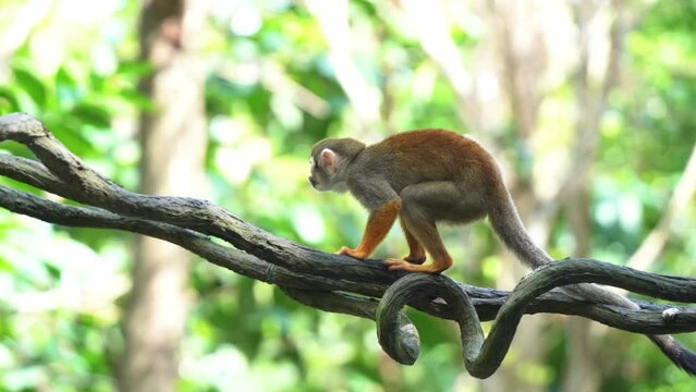 Little squirrel monkey with long tail walking across the swaying vine in the jungle under beautiful bright sunlight against forest bokeh background, handheld motion close up shot.