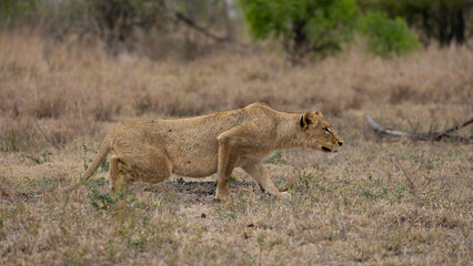 a Lion stalking its prey